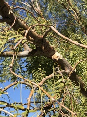 Chrysobothris octocola