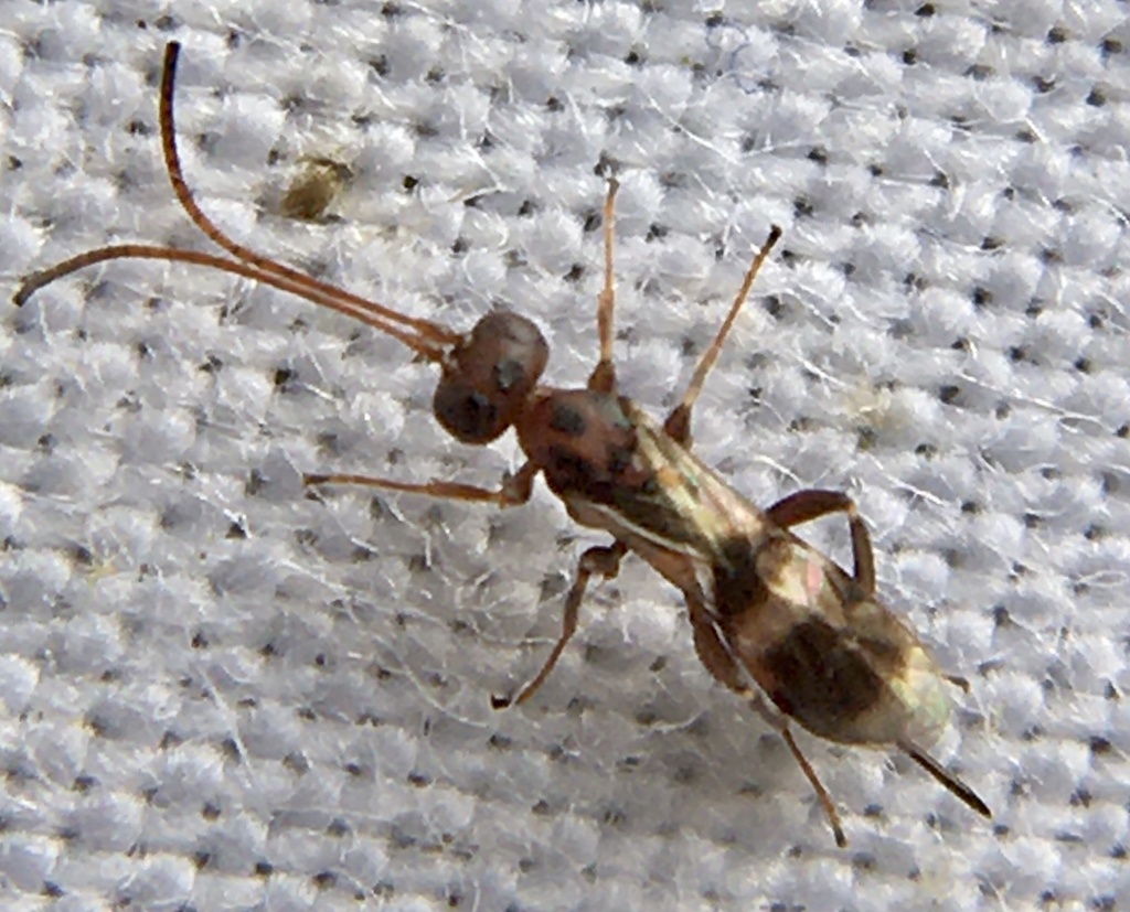 Ichneumonid wasp