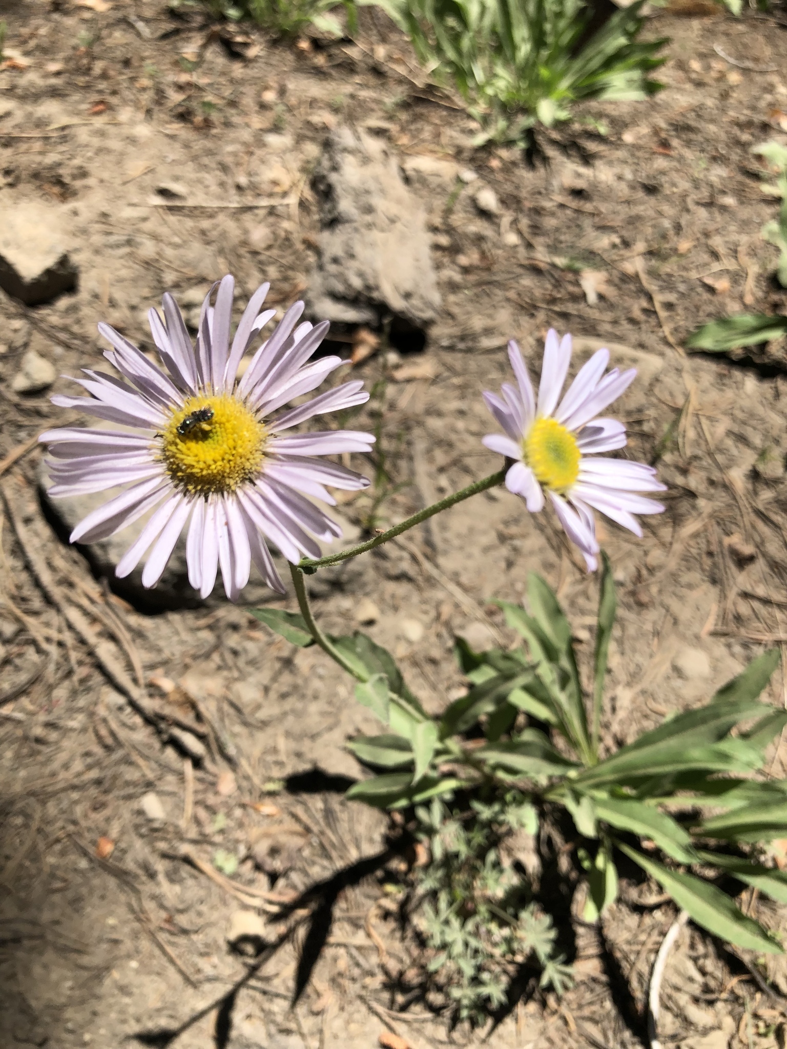 Erigeron breweri var. breweri