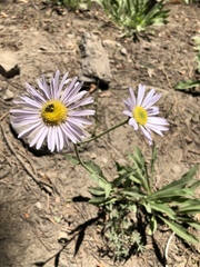Erigeron breweri breweri