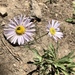 Erigeron breweri breweri - Photo 由 Arvel Hernandez 所上傳的 (c) Arvel Hernandez，保留部份權利CC BY-NC