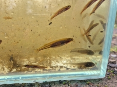 Dwarf Galaxias photo 2