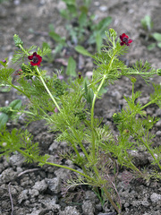 Adonis flammea