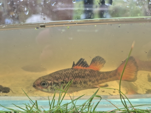 Southern pygmy perch (Nannoperca australis) — Percichthyidae — 5
