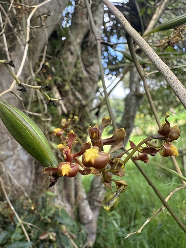 Cyrtochilum porrigens