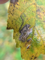 Stigmella speciosa