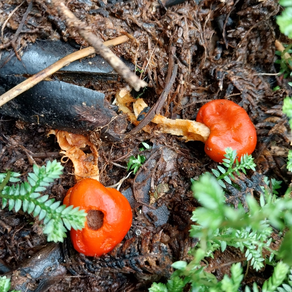 Leratiomyces erythrocephalus · September 2025 · photo: © kiwialli (iNaturalist, cc-by)