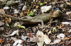 Lophosaurus spinipes