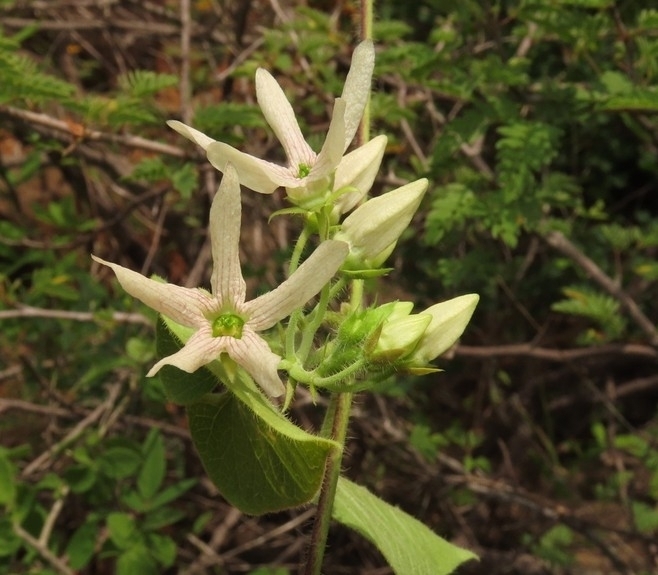 Polystemma
