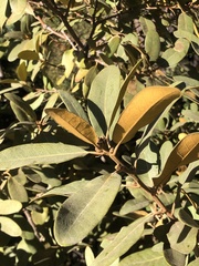 Chrysolepis sempervirens