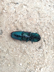 Chalcolepidius rubripennis