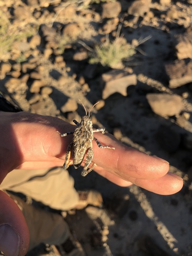 Robust Toad Lubber