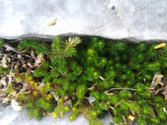 Selaginella wrightii