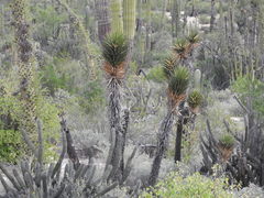 Yucca valida