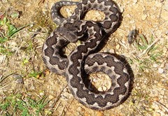 Vipera latastei