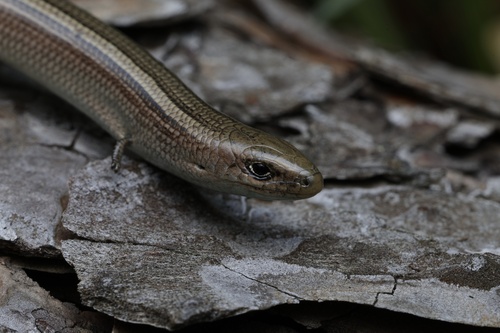 Luscengola comune