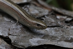 Italian Three-Toed Skink photo 3