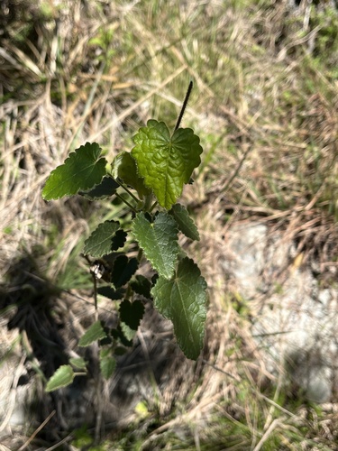 Abutilon malachroides (Abutilon malachroides)