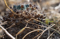 Mammillaria pseudocrucigera