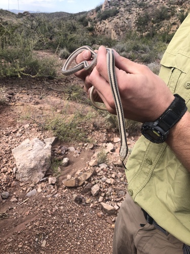 Eastern Patch-nosed Snake