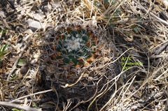 Mammillaria pseudocrucigera