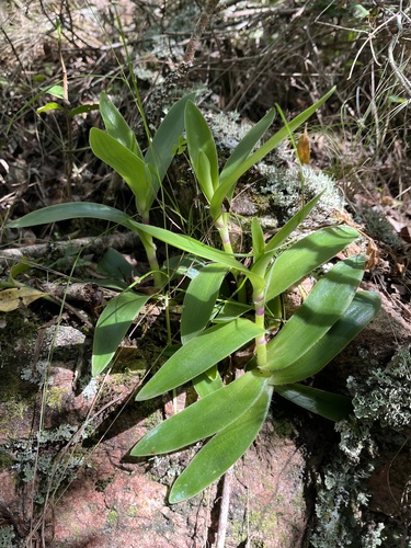 Succulent spiderwort (Tradescantia crassula)