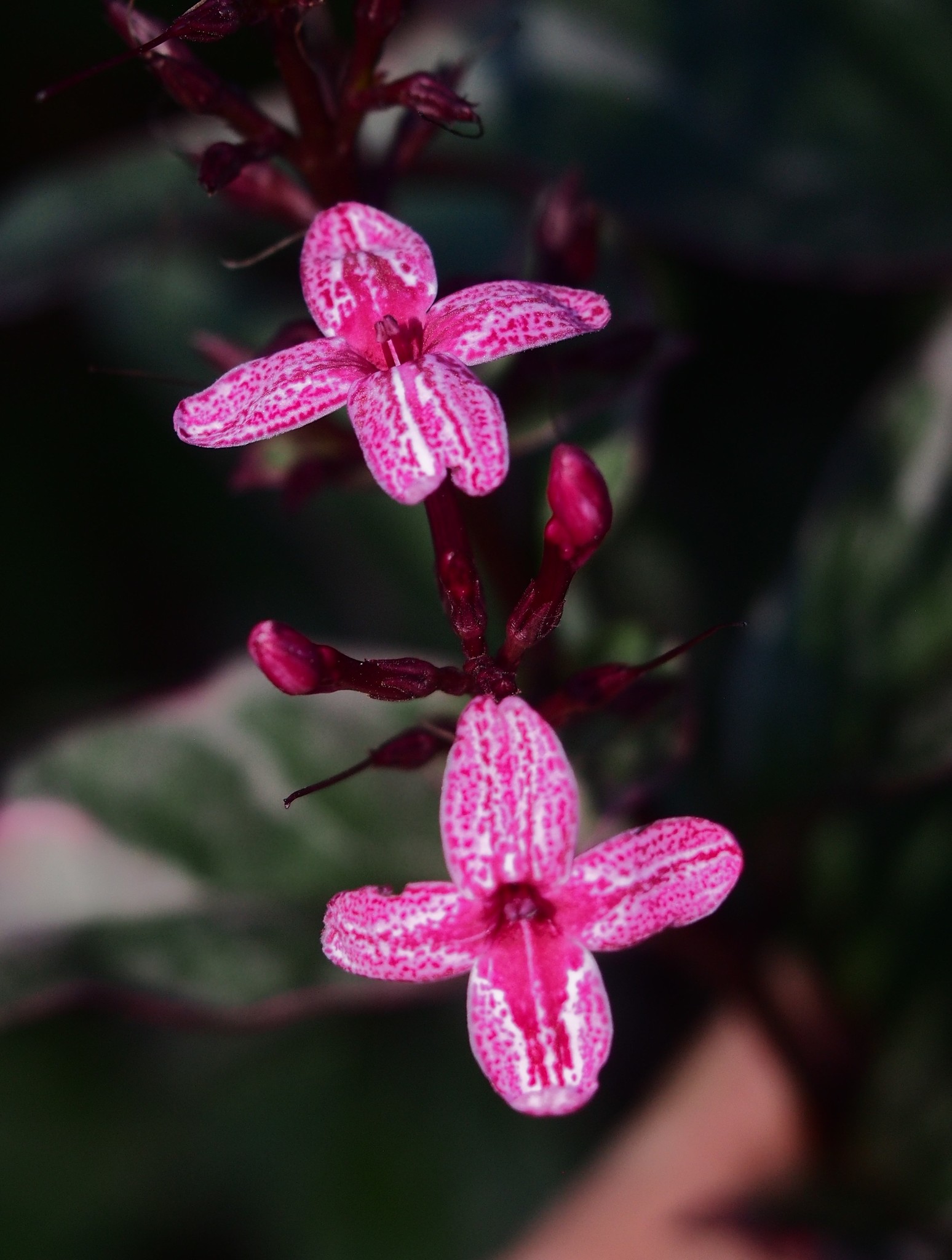 Pseuderanthemum carruthersii