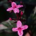 Pseuderanthemum carruthersii - Photo (c) Ken Potter, algunos derechos reservados (CC BY-NC), subido por Ken Potter
