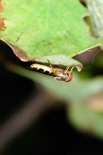 Unknown species found near Capital Regional District, BC, Canada