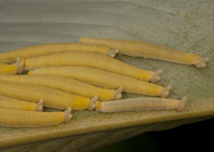 Megeuptychia antonoe