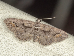 Chrysolarentia plesia