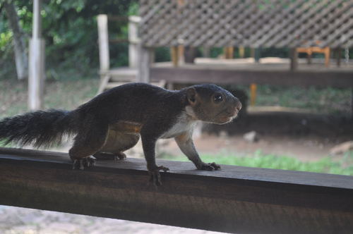 Forest Giant Squirrel