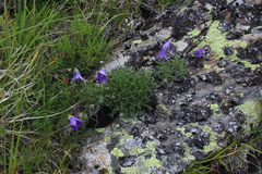 Campanula saxifraga