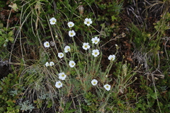 Cherleria circassica