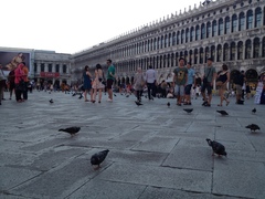 Columba livia domestica