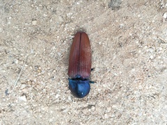 Chalcolepidius rubripennis