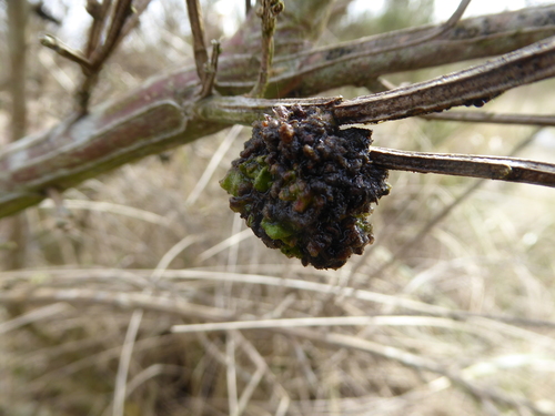 Broom Gall Mite