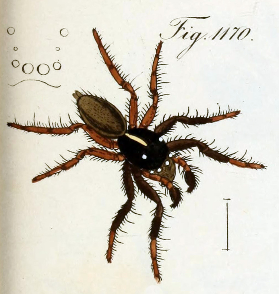 Hyllus senegalensis