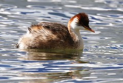 Rollandia microptera