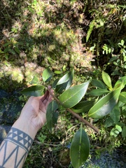 Tripodanthus acutifolius, photograph (c) Gastón Repetto, some rights reserved (CC BY)