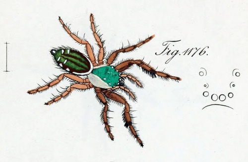 Plexippus seladonicus