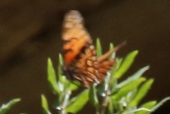 Dione glycera