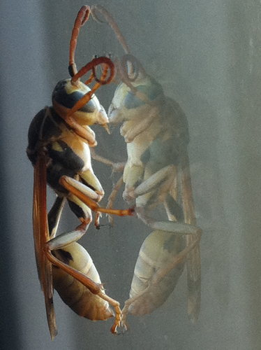 Western Paper Wasp photo 3
