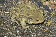 Bufo