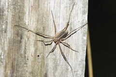 Odiellus troguloides