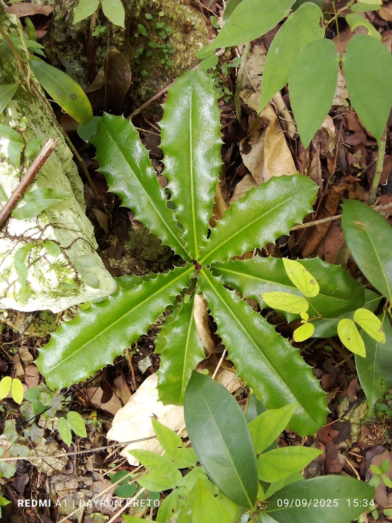 Neomezia