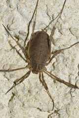 Odiellus troguloides