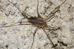 Odiellus troguloides
