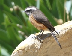 Ochthoeca oenanthoides