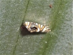 Protosynaema hymenopis